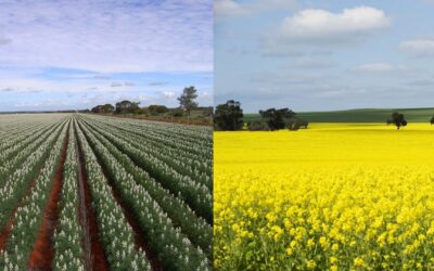 Lupin V Canola in 2023