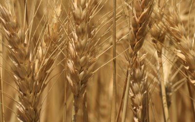 Navigating Grain Markets from AWB Basis Pool to Global Strategies